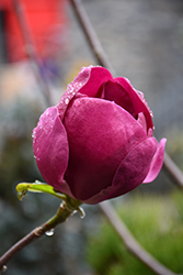 Black Tulip Magnolia (Magnolia 'Black Tulip') at Ward's Nursery & Garden Center