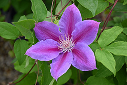 Dr. Ruppel Clematis (Clematis 'Dr. Ruppel') at Ward's Nursery & Garden Center