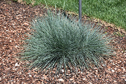 Cool As Ice Blue Fescue (Festuca glauca 'Cool As Ice') at Ward's Nursery & Garden Center