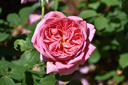 Boscobel Rose (Rosa 'Boscobel') at Ward's Nursery & Garden Center