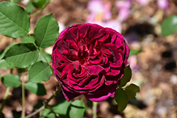 Munstead Rose (Rosa 'Ausbernard') at Ward's Nursery & Garden Center