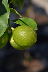 Persian Lime (Citrus x latifolia) at Ward's Nursery & Garden Center