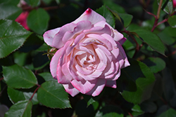 Lavender Crush&Trade; Rose (Rosa 'TEXmourug') at Ward's Nursery & Garden Center