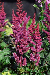 Visions in Red Chinese Astilbe (Astilbe chinensis 'Visions in Red') at Ward's Nursery & Garden Center