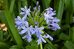 African Lily (Agapanthus africanus) at Ward's Nursery & Garden Center