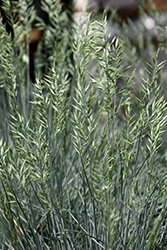 Cool As Ice Blue Fescue (Festuca glauca 'Cool As Ice') at Ward's Nursery & Garden Center