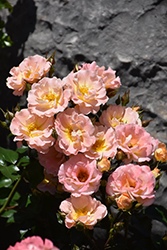 Peach Drift Rose (Rosa 'Meiggili') at Ward's Nursery & Garden Center