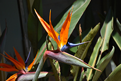 Orange Bird Of Paradise (Strelitzia reginae) at Ward's Nursery & Garden Center