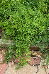 Sprengeri Asparagus Fern (Asparagus densiflorus 'Sprengeri') at Ward's Nursery & Garden Center