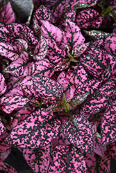 Splash Select Pink Polka Dot Plant (Hypoestes phyllostachya 'PAS2341') at Ward's Nursery & Garden Center