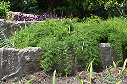 Sprengeri Asparagus Fern (Asparagus densiflorus 'Sprengeri') at Ward's Nursery & Garden Center