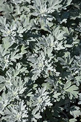 Silver Brocade Artemisia (Artemisia stelleriana 'Silver Brocade') at Ward's Nursery & Garden Center
