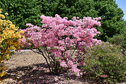 Northern Lights Azalea (Rhododendron 'Northern Lights') at Ward's Nursery & Garden Center