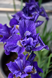 Ruffled Velvet Iris (Iris sibirica 'Ruffled Velvet') at Ward's Nursery & Garden Center