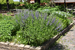 Blue Wild Indigo (Baptisia australis) at Ward's Nursery & Garden Center