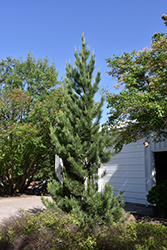 Prairie Statesman Swiss Stone Pine (Pinus cembra 'Herman') at Ward's Nursery & Garden Center