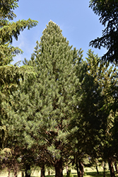 Prairie Statesman Swiss Stone Pine (Pinus cembra 'Herman') at Ward's Nursery & Garden Center