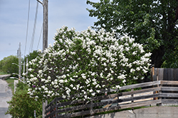 White French Lilac (Syringa vulgaris 'Alba') at Ward's Nursery & Garden Center