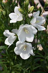 Takion White Peachleaf Bellflower (Campanula persicifolia 'Takion White') at Ward's Nursery & Garden Center