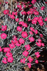 Wicked Witch Pinks (Dianthus gratianopolitanus 'Wicked Witch') at Ward's Nursery & Garden Center