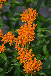 Butterfly Weed (Asclepias tuberosa) at Ward's Nursery & Garden Center