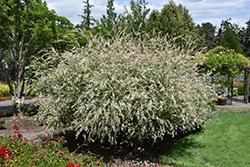 Tricolor Willow (Salix integra 'Hakuro Nishiki') at Ward's Nursery & Garden Center