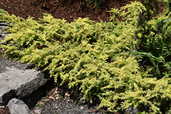All Gold Shore Juniper (Juniperus conferta 'All Gold') at Ward's Nursery & Garden Center