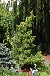 Goldilocks White Pine (Pinus parviflora 'Goldilocks') at Ward's Nursery & Garden Center