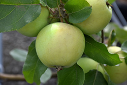 Lodi Apple (Malus 'Lodi') at Ward's Nursery & Garden Center
