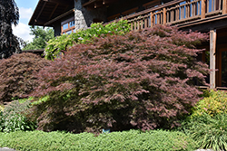 Ever Red Lace-Leaf Japanese Maple (Acer palmatum 'Ever Red') at Ward's Nursery & Garden Center
