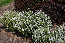 Snow Hill Sage (Salvia x sylvestris 'Snow Hill') at Ward's Nursery & Garden Center