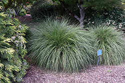 Hameln Dwarf Fountain Grass (Pennisetum alopecuroides 'Hameln') at Ward's Nursery & Garden Center