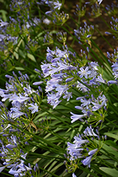 African Lily (Agapanthus africanus) at Ward's Nursery & Garden Center