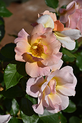 Nitty Gritty Peach Rose (Rosa 'RUIRI0091A') at Ward's Nursery & Garden Center