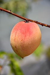 Belle Of Georgia Peach (Prunus persica 'Belle Of Georgia') at Ward's Nursery & Garden Center