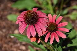 SunSeekers Coral Coneflower (Echinacea 'SunSeekers Coral') at Ward's Nursery & Garden Center