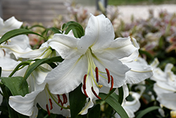 Casa Blanca Lily (Lilium 'Casa Blanca') at Ward's Nursery & Garden Center