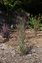 Hot Rod Switch Grass (Panicum virgatum 'Hot Rod') at Ward's Nursery & Garden Center