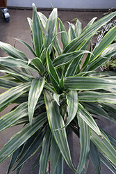 Warneckii Dracaena (Dracaena fragrans 'Warneckii') at Ward's Nursery & Garden Center