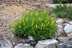 Golden Corydalis (Corydalis lutea) at Ward's Nursery & Garden Center