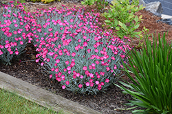 Wicked Witch Pinks (Dianthus gratianopolitanus 'Wicked Witch') at Ward's Nursery & Garden Center