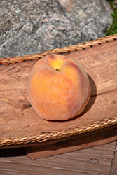Early Elberta Peach (Prunus persica 'Early Elberta') at Ward's Nursery & Garden Center