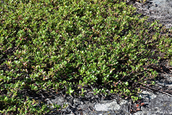 Bearberry (Arctostaphylos uva-ursi) at Ward's Nursery & Garden Center
