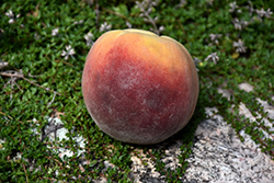 Contender Peach (Prunus persica 'Contender') at Ward's Nursery & Garden Center