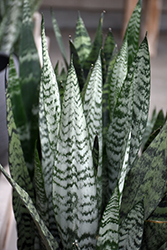 Snake Plant (Sansevieria trifasciata) at Ward's Nursery & Garden Center