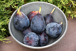 Brown Turkey Fig (Ficus carica 'Brown Turkey') at Ward's Nursery & Garden Center