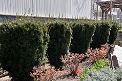 Hicks Yew (Taxus x media 'Hicksii') at Ward's Nursery & Garden Center