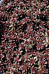 Coral Carpet Stonecrop (Sedum album 'Coral Carpet') at Ward's Nursery & Garden Center