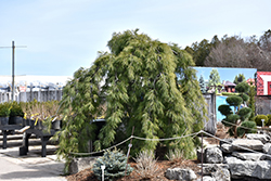 Weeping White Pine (Pinus strobus 'Pendula') at Ward's Nursery & Garden Center