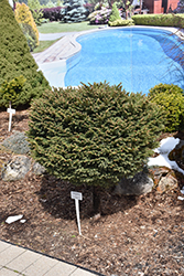 Little Gem Spruce (tree form) (Picea abies 'Little Gem (tree form)') at Ward's Nursery & Garden Center